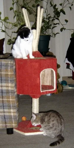Cats_and_their_Nip.webp