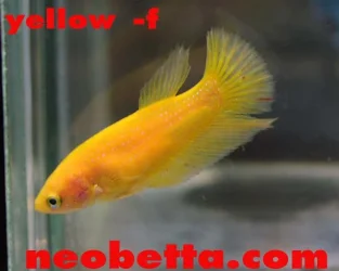 fwbettasd1102933338.webp