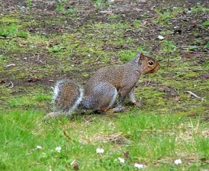 squirrel3.webp