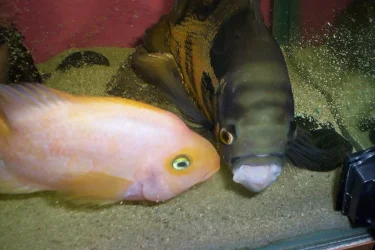 000_0230.webp