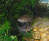 BRYAN_FAMILY_pets_049__2_.webp