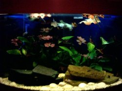 fish_pics_004b.JPG