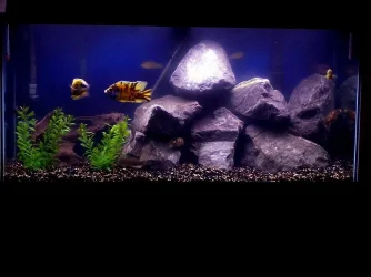 90gallon_july20.webp