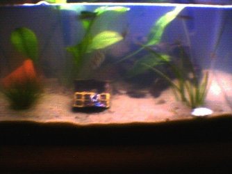 fish_pic.JPG