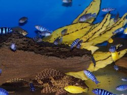 demasoni_july22_4.jpg