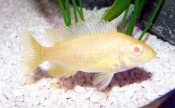 albino.jpg