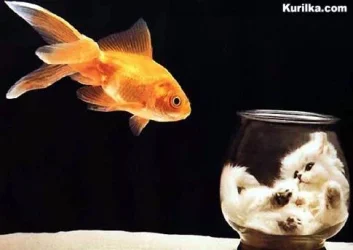 fish_cat.webp