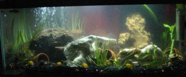 Tank723.webp