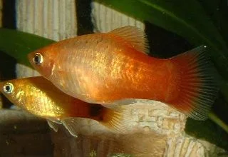 Platies.webp