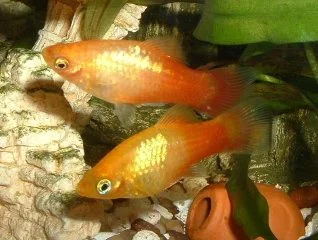 Platy_Pair.webp