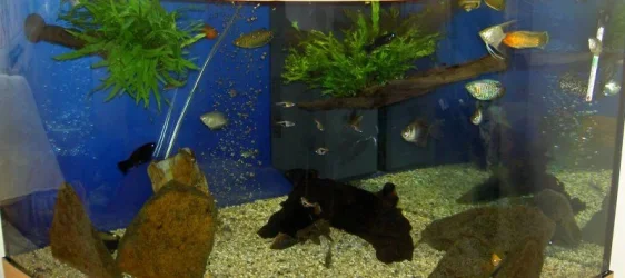 Tank1.webp