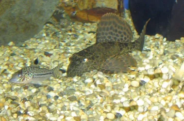 plec.leopard.cory.webp