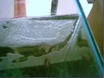 bubbles.webp