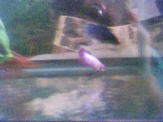 bettas.webp