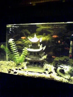tanks.webp