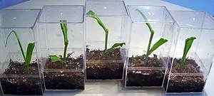 nepcuttings.webp