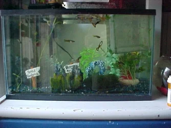 my_tank.webp