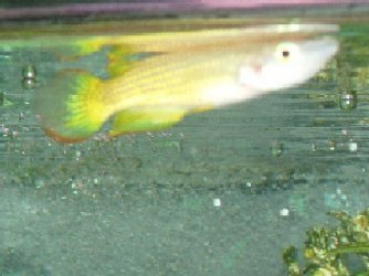 Strange_Fish.jpg