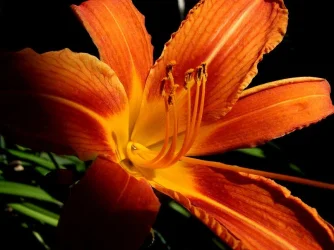 lily_3.webp