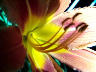 lily_2.webp