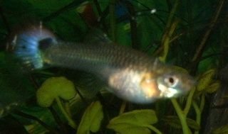 Female_Guppy.JPG