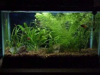 10gal.webp