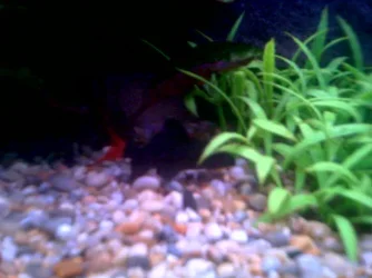 Picture043.webp