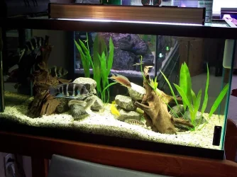 50_gallon_july25.webp