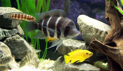 frontosa_july25.webp