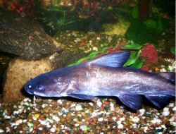 cattyfish.jpg