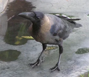 crow.webp