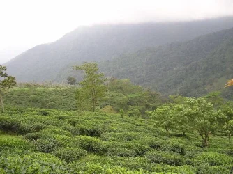 tea.webp