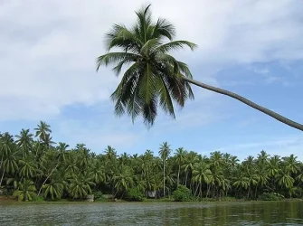 palms.webp