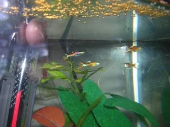 endlers_3.webp