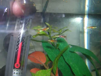 endlers_2.webp
