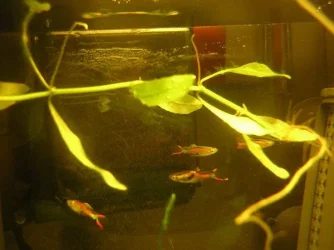 endlers_1.webp