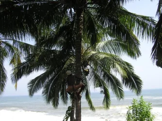 tree.webp
