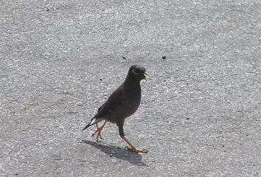 yellowbird.webp