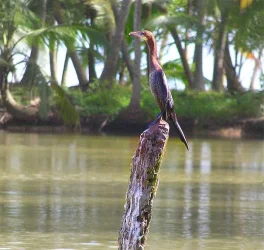 cormorant.webp