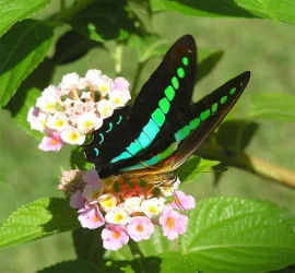 butterfly5.webp