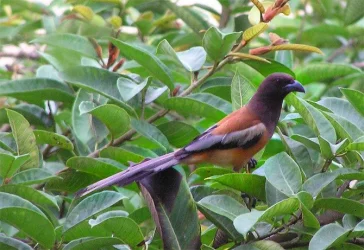 bird.webp