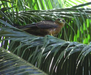eagle2.webp