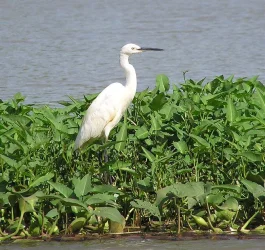 heron.webp