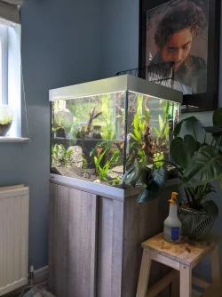 fish tank 2.webp