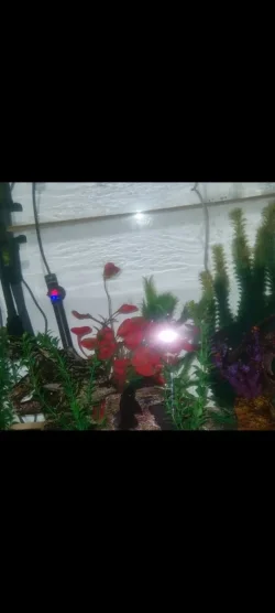 Screenshot_20220615-205100_Gallery.webp