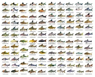 corydoras.webp