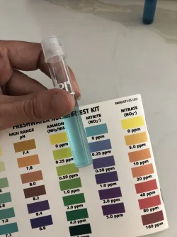 nitrite.webp