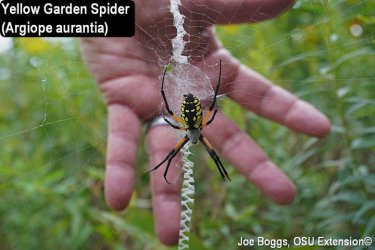1 Yellow Garden Spider Gilmore Ponds w-Hand 2020 1.jpg