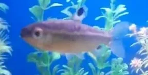 fish1.webp