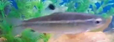 fish2.webp